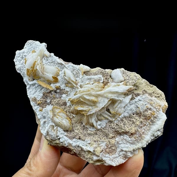 Tan baryte blades on white aragonite with vanadinite from Morocco, held in hand
