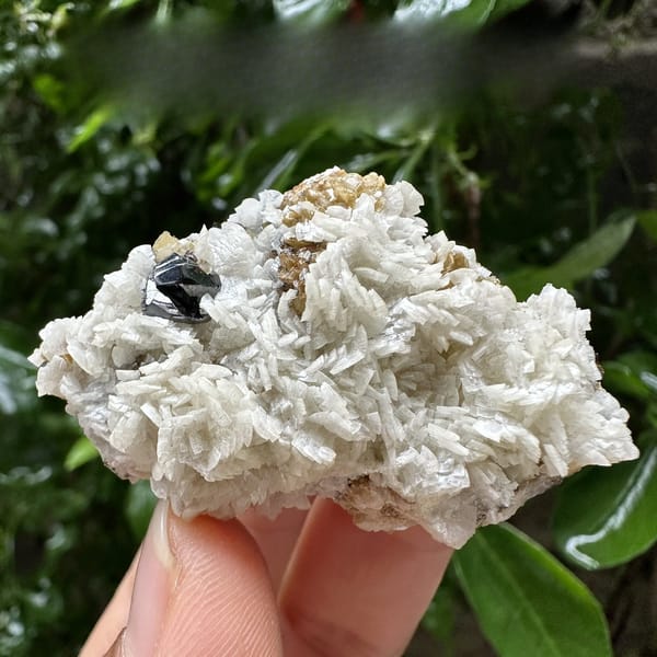 Cream dolomite blades with black sphalerite on siderite from Guizhou, China, detail of the matrix contact