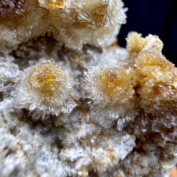 Chrysanthemum creedite sprays, from Guizhou, China, reverse side