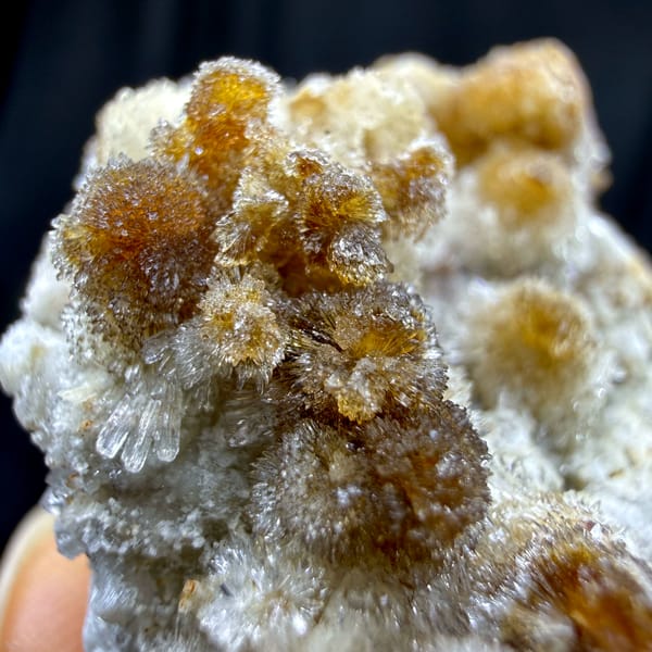 Chrysanthemum creedite sprays, from Guizhou, China, top view