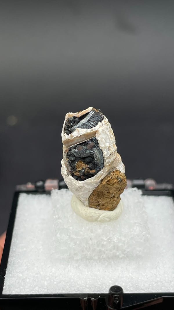 Dark blue-black vivianite seam inside a fossil snail from Kunming, Yunnan, China