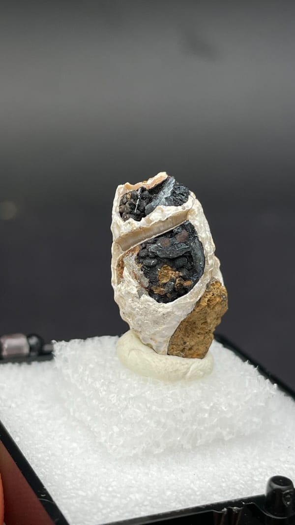 Dark blue-black vivianite seam inside a fossil snail from Kunming, Yunnan, China, second angle
