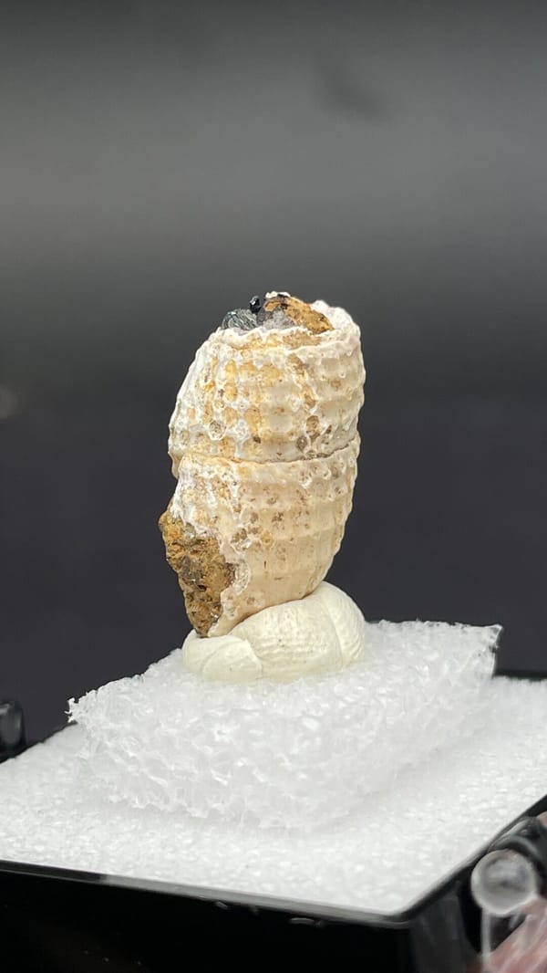 Dark blue-black vivianite seam inside a fossil snail from Kunming, Yunnan, China, close-up of the crystal faces