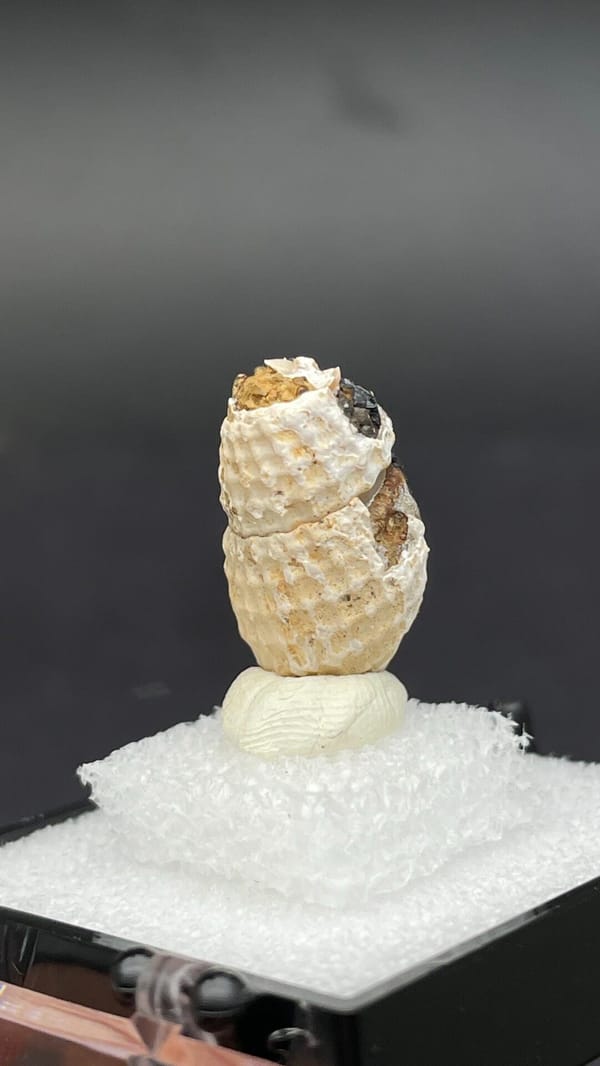 Dark blue-black vivianite seam inside a fossil snail from Kunming, Yunnan, China, reverse side