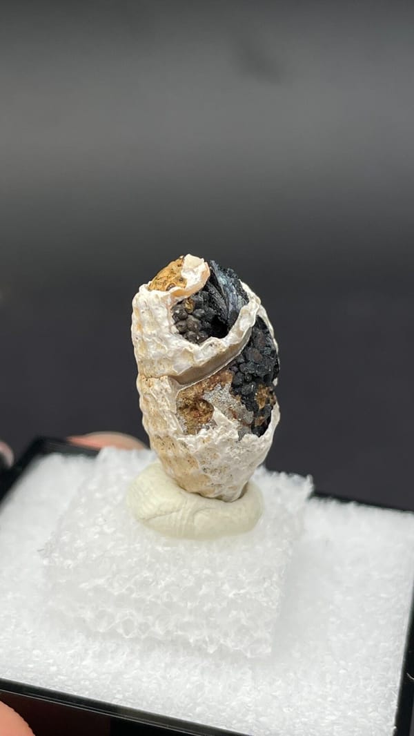 Dark blue-black vivianite seam inside a fossil snail from Kunming, Yunnan, China, top view