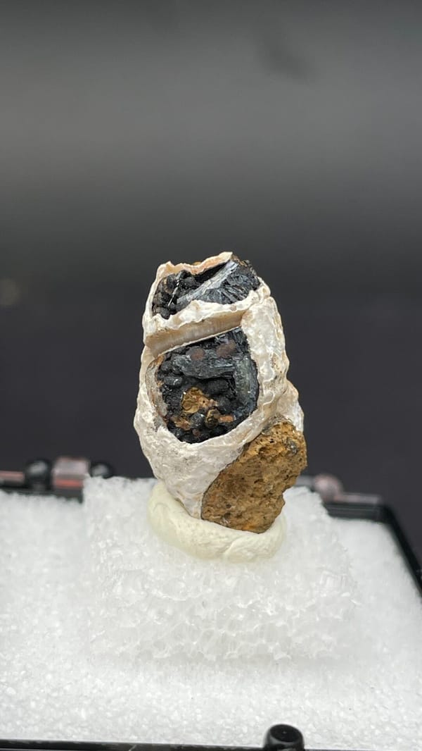 Dark blue-black vivianite seam inside a fossil snail from Kunming, Yunnan, China, detail of the matrix contact