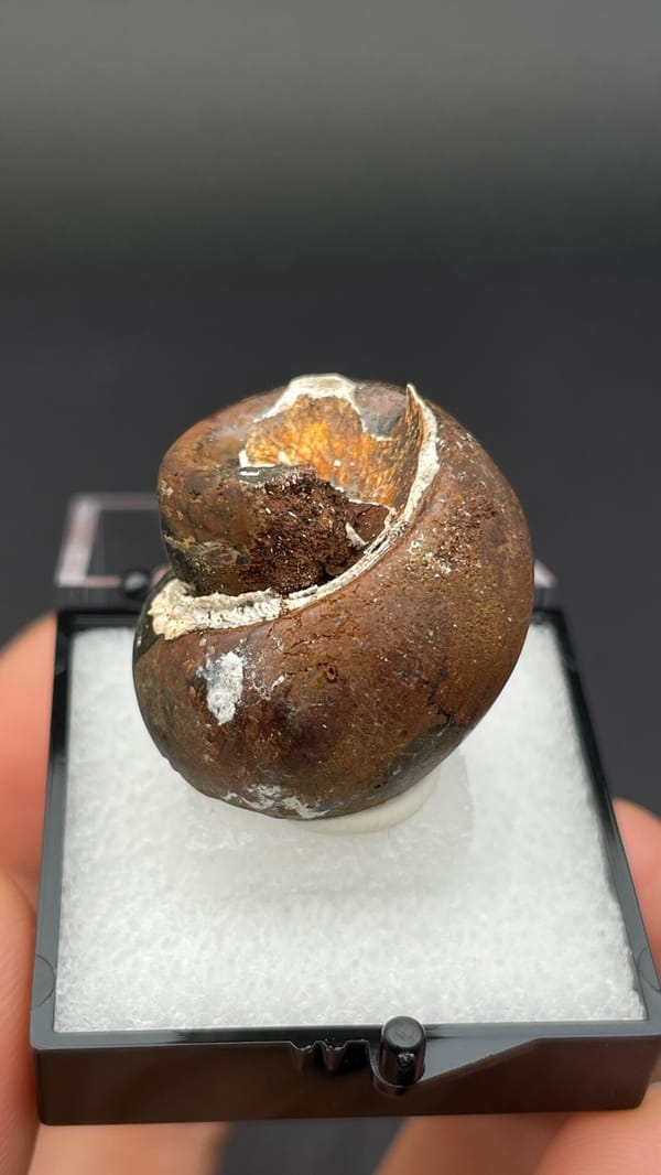Fossil snail (gastropod) shell coil preserved in a brown nodule, Yunnan, China