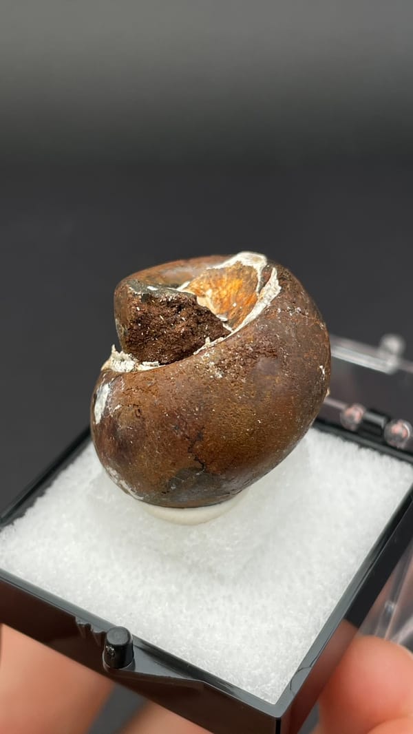 Fossil snail (gastropod) shell coil preserved in a brown nodule, Yunnan, China, second angle