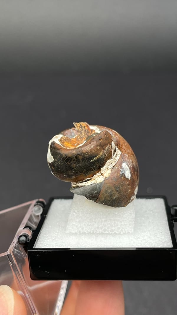 Fossil snail (gastropod) shell coil preserved in a brown nodule, Yunnan, China, close-up of the crystal faces