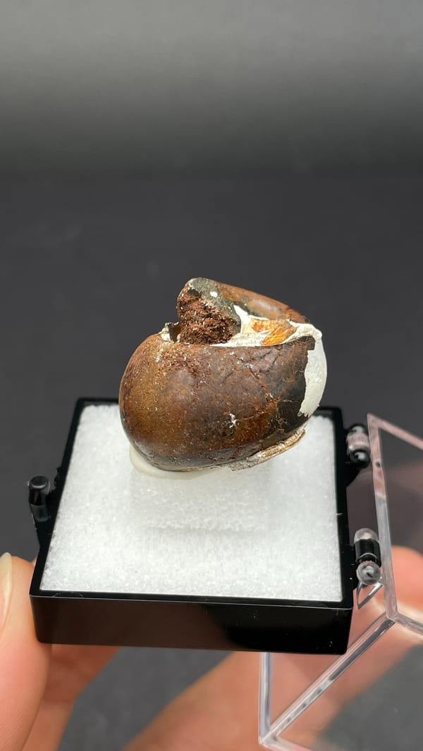 Fossil snail (gastropod) shell coil preserved in a brown nodule, Yunnan, China, reverse side