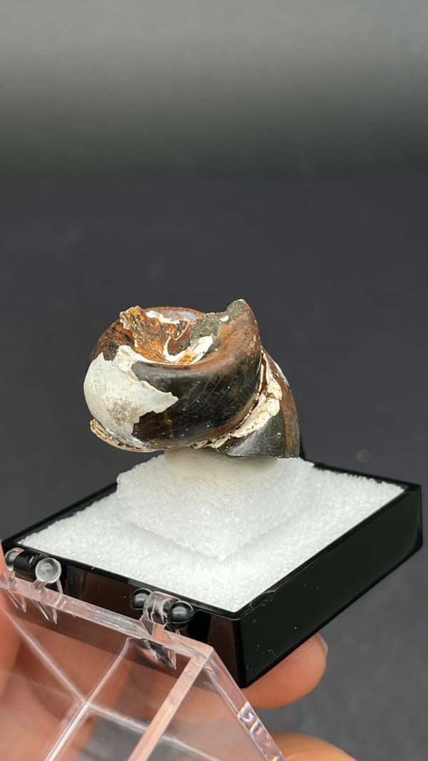 Fossil snail (gastropod) shell coil preserved in a brown nodule, Yunnan, China, top view