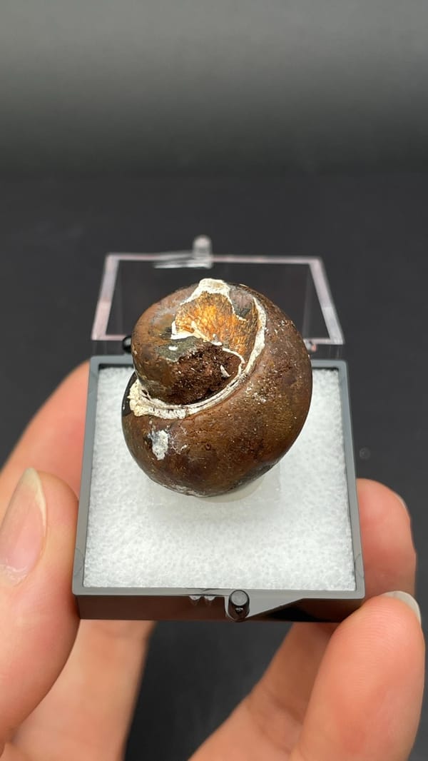 Fossil snail (gastropod) shell coil preserved in a brown nodule, Yunnan, China, detail of the matrix contact