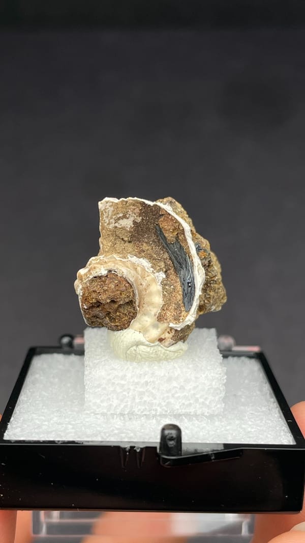 Blue-black vivianite inside a fossil snail shell from Kunming, Yunnan, China