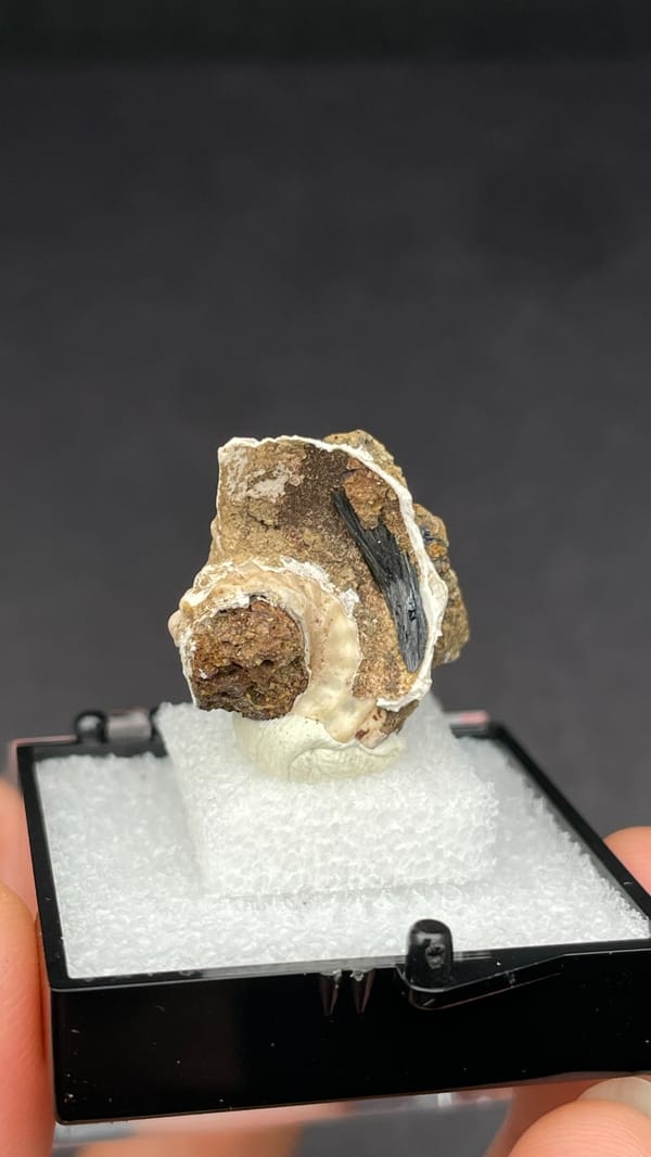 Blue-black vivianite inside a fossil snail shell from Kunming, Yunnan, China, second angle