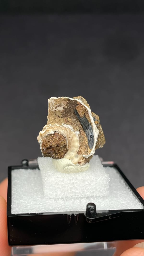 Blue-black vivianite inside a fossil snail shell from Kunming, Yunnan, China, close-up of the crystal faces