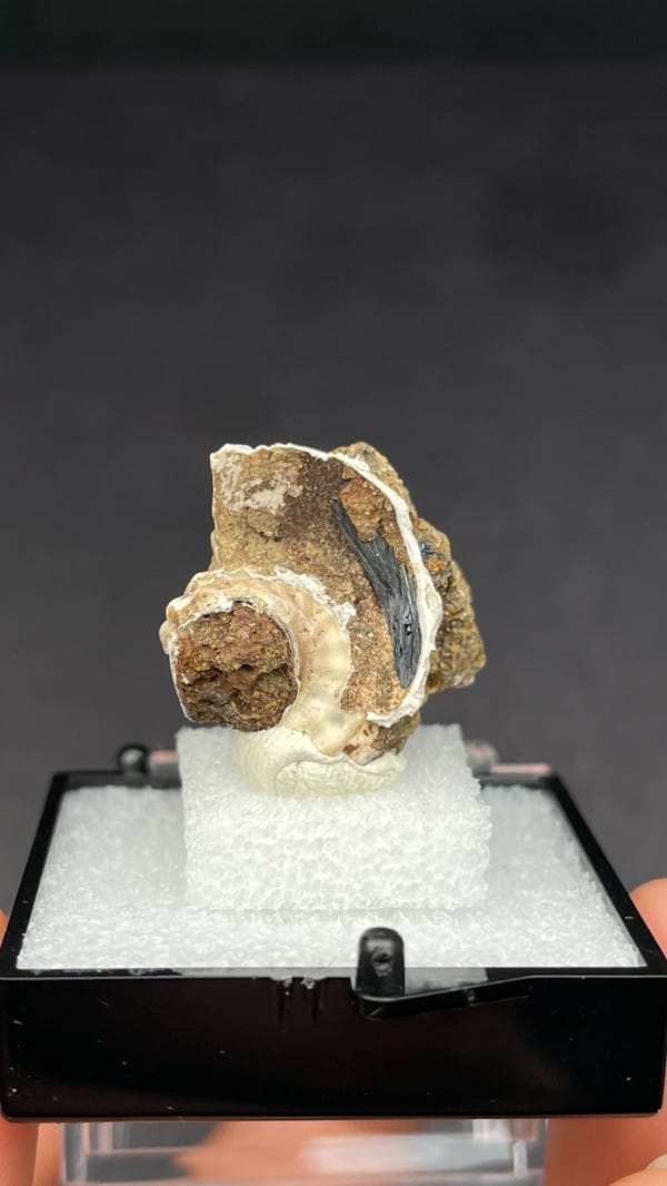 Blue-black vivianite inside a fossil snail shell from Kunming, Yunnan, China, reverse side