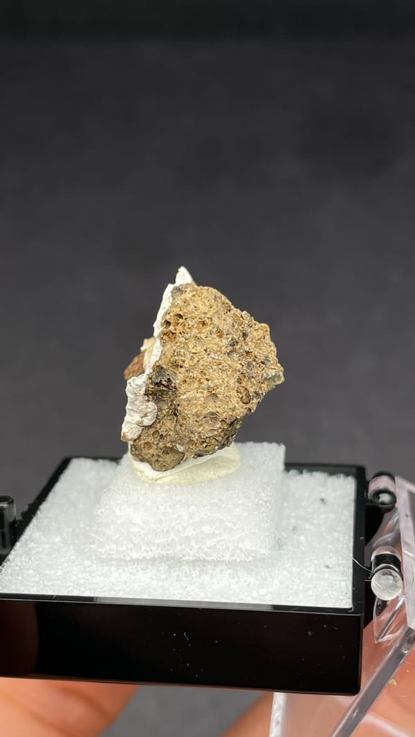 Blue-black vivianite inside a fossil snail shell from Kunming, Yunnan, China, top view