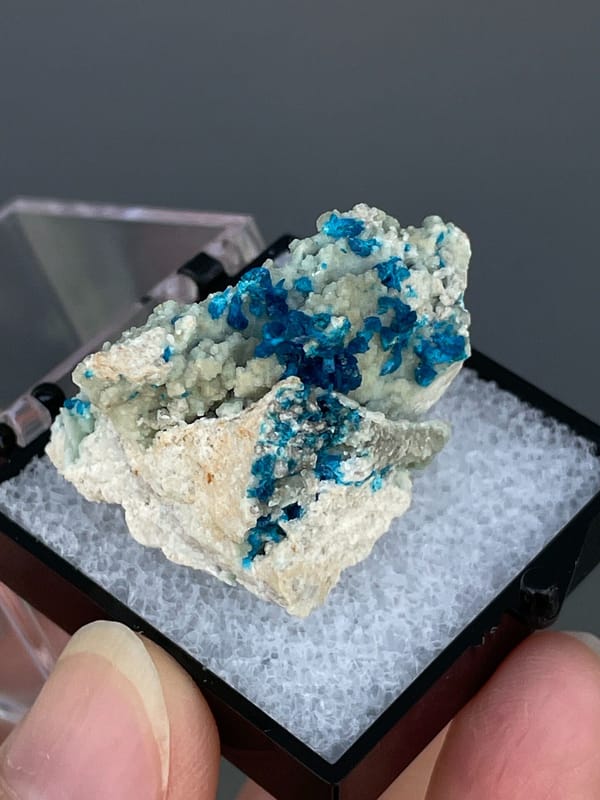 Deep blue veszelyite tufts on pale matrix from Yunnan, China, in a display box, detail of the matrix contact