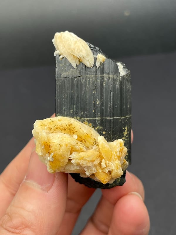 Black tourmaline prism with cream feldspar from Pakistan, held in hand
