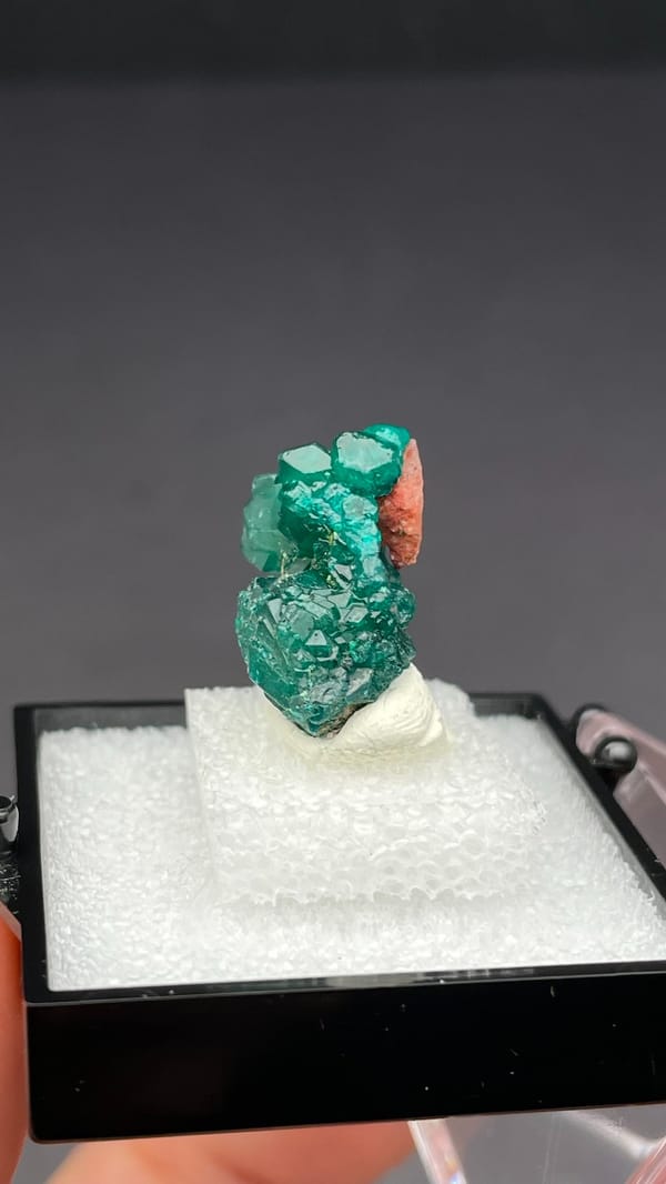 Deep emerald-green dioptase crystal group from DR Congo, in a display box, reverse side