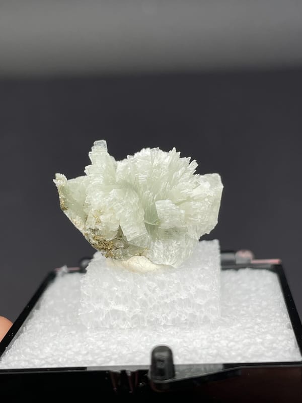 Pale green bladed prehnite fan from Morocco, in a display box