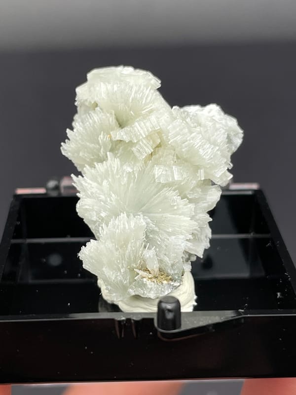 White bladed prehnite fan with serrated edges from Morocco, in a display box