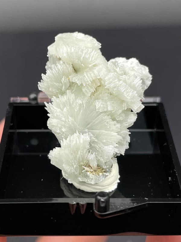 White bladed prehnite fan with serrated edges from Morocco, in a display box, second angle