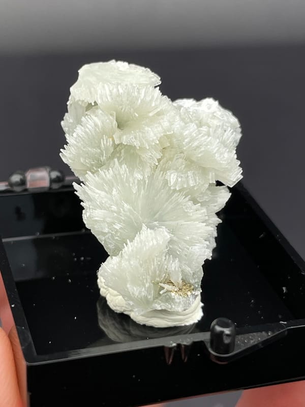 White bladed prehnite fan with serrated edges from Morocco, in a display box, close-up of the crystal faces