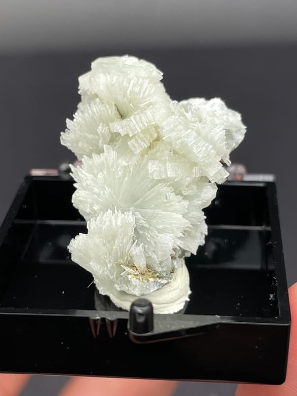 White bladed prehnite fan with serrated edges from Morocco, in a display box, reverse side