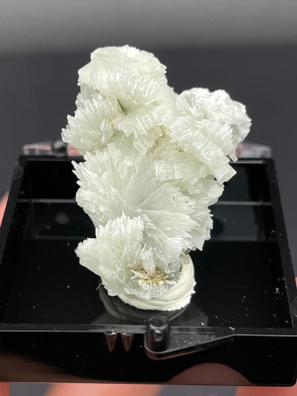 White bladed prehnite fan with serrated edges from Morocco, in a display box, top view