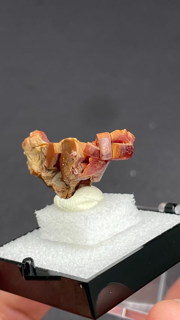 Orange vanadinite plates standing on a tan matrix from Morocco, in a box, close-up of the crystal faces
