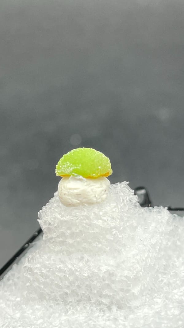 Single apple-green pyromorphite ball from Guangxi, China, in a display box, top view