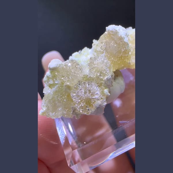 Daisy Creedite Flower Pair - complete view