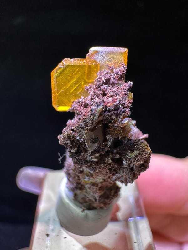 來自墨西哥的金金紫土晶體
