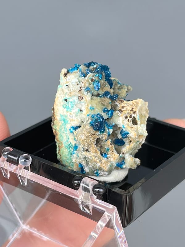 Electric blue veszelyite crystals on cream matrix from Yunnan, China, in a display box, reverse side
