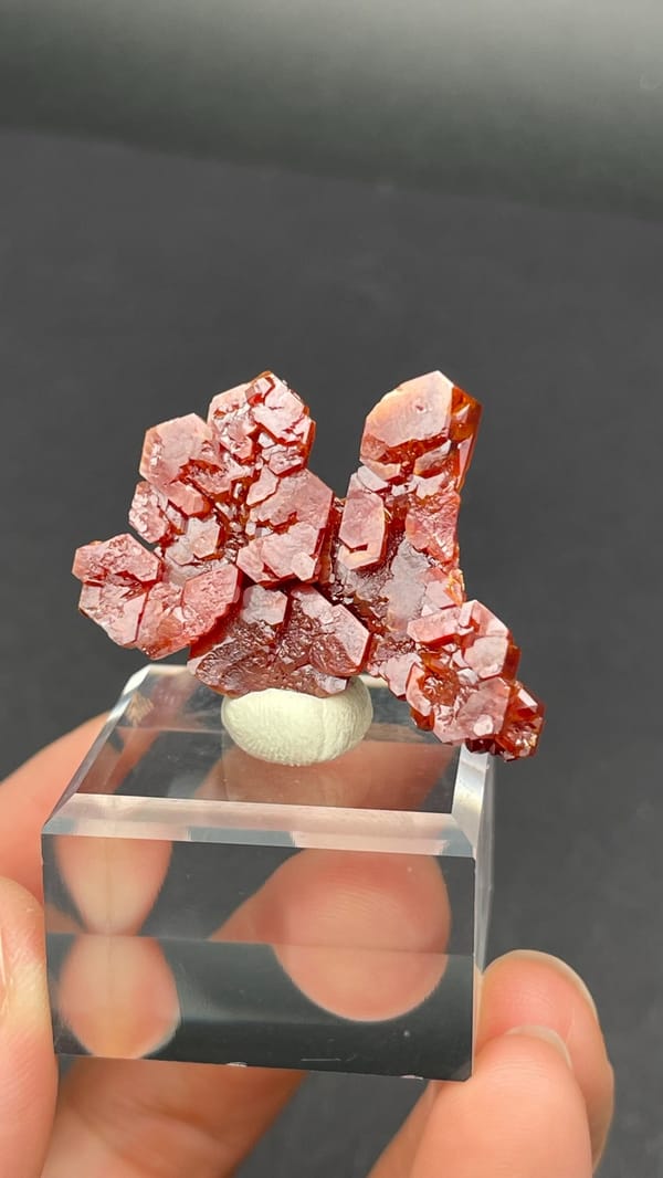 Branching red-orange vanadinite crystals from Morocco on an acrylic stand, reverse side