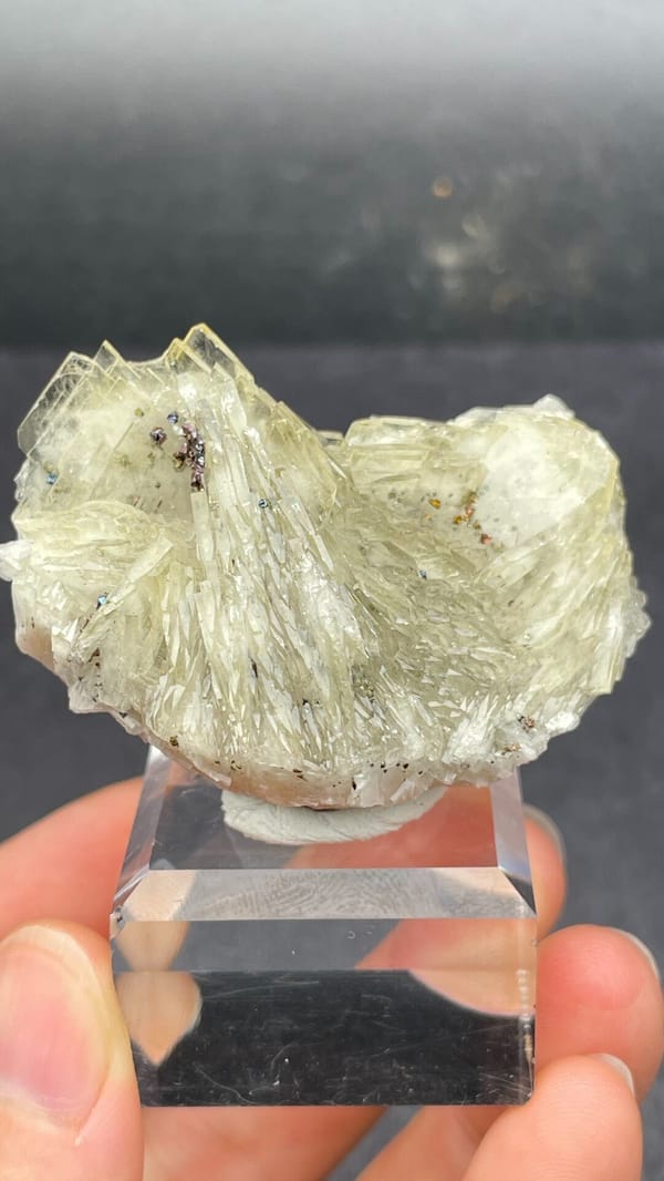 Cream bladed baryte fan from Morocco, on an acrylic stand