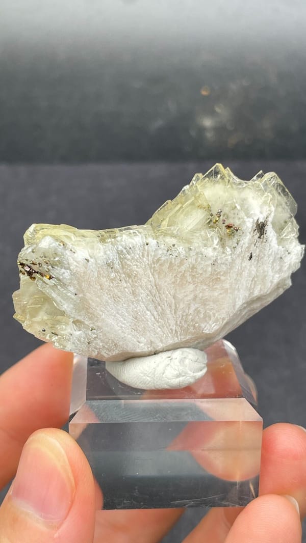 Cream bladed baryte fan from Morocco, on an acrylic stand, top view