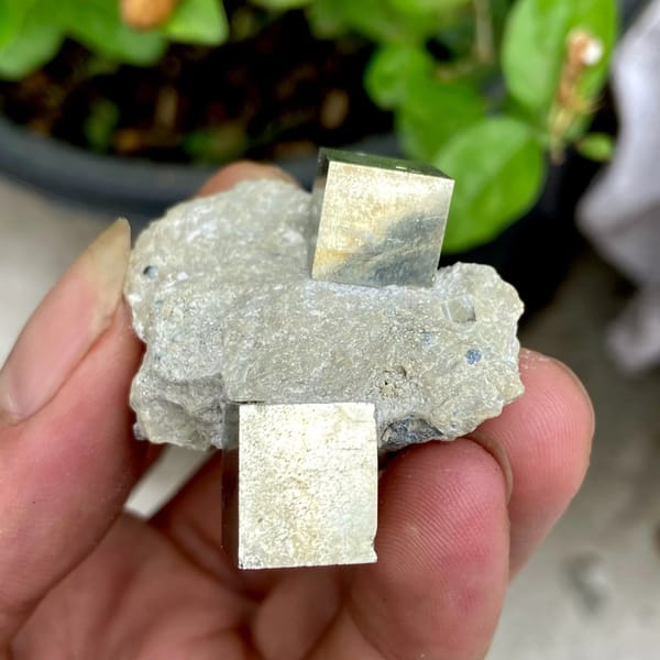 Two sharp brassy pyrite cubes on pale marl from Spain, view 4 of 9
