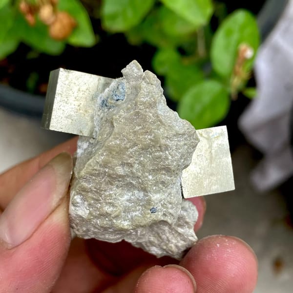Two sharp brassy pyrite cubes on pale marl from Spain, view 5 of 9