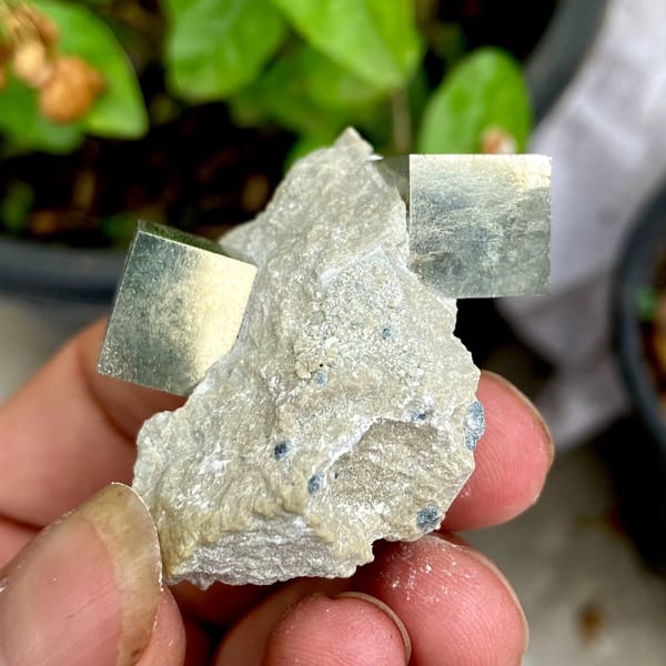 Two sharp brassy pyrite cubes on pale marl from Spain, view 6 of 9