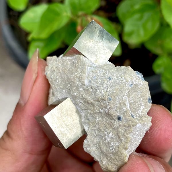 Two sharp brassy pyrite cubes on pale marl from Spain, view 7 of 9