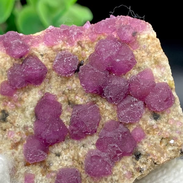 Raspberry-purple fluorite octahedra on pale plate from Henan, China, view 5 of 9
