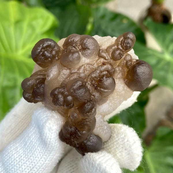 Smoky brown botryoidal agate balls over pale base from Africa, view 2 of 9