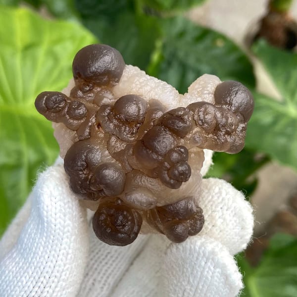 Smoky brown botryoidal agate balls over pale base from Africa, view 3 of 9