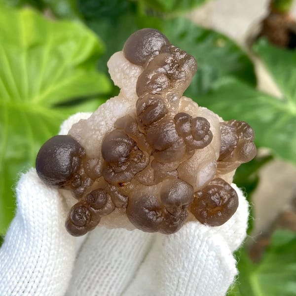 Smoky brown botryoidal agate balls over pale base from Africa, view 4 of 9