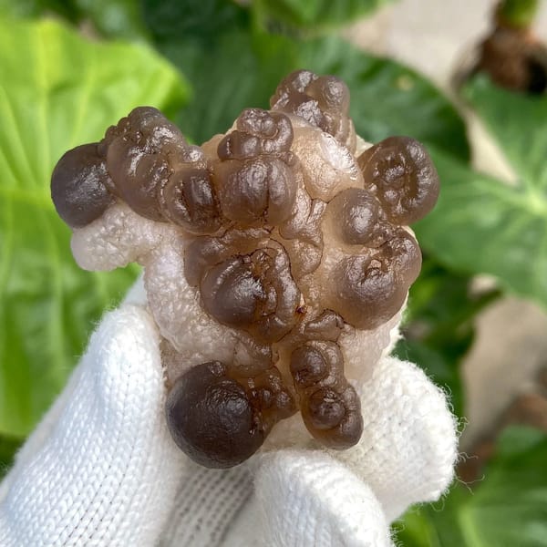 Smoky brown botryoidal agate balls over pale base from Africa, view 5 of 9