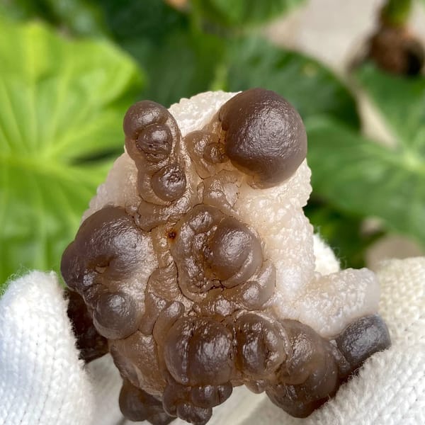 Smoky brown botryoidal agate balls over pale base from Africa, view 6 of 9
