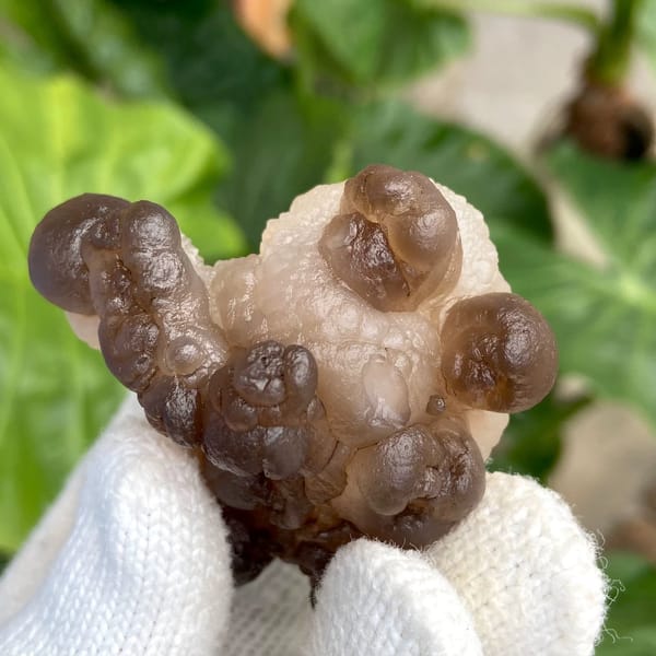 Smoky brown botryoidal agate balls over pale base from Africa, view 7 of 9