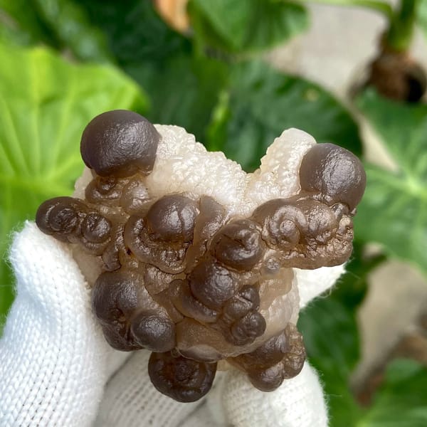 Smoky brown botryoidal agate balls over pale base from Africa, view 8 of 9